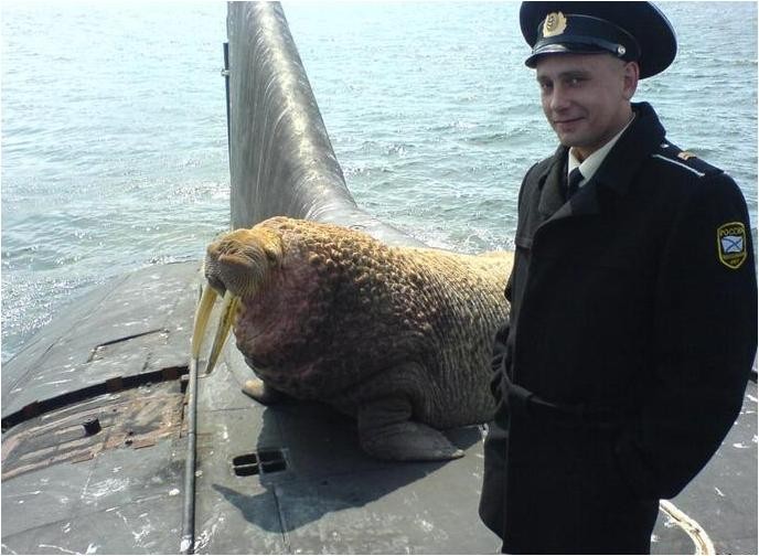 Thủy thủ của tàu ngầm nguyên tử Nga mang số hiệu 949A chụp ảnh trước mặt một con Hải mã to lớn
